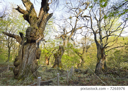 Akagi Kuri Taro Akagi Kuri Taro 7268976