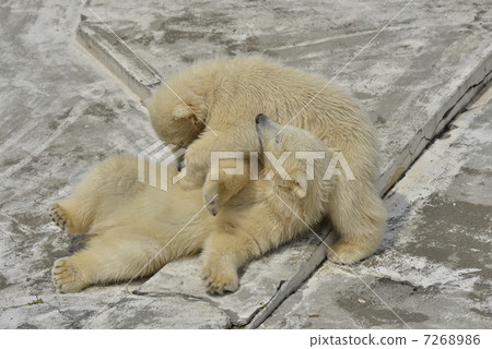 北極熊兒童 7268986