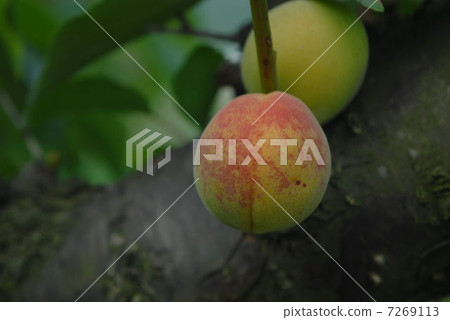 Plum Plum 7269113