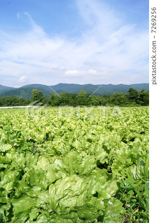 生菜場 生菜場 7269256