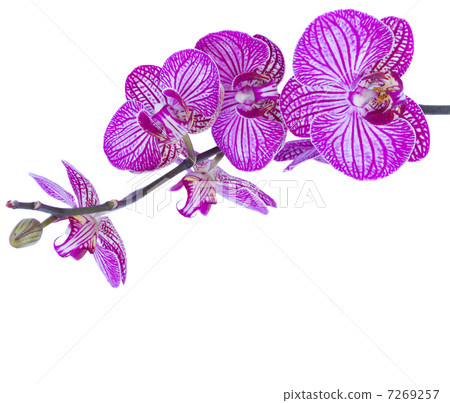 orchid flowers branch orchid flowers branch 7269257