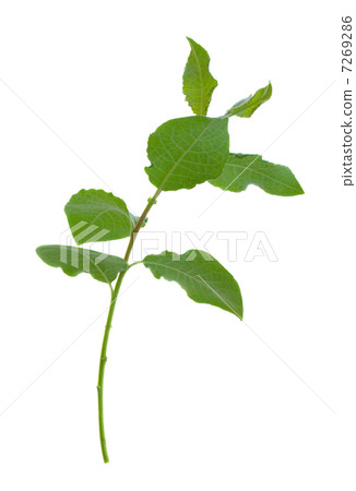 young sprout 7269286