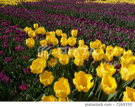 Tulip image (1) 7269350