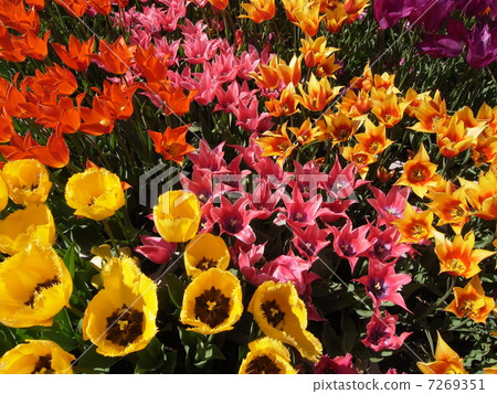 Tulip image (2) 7269351