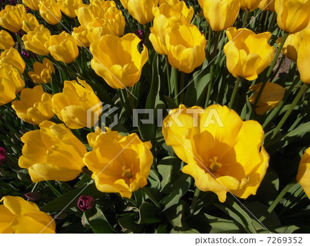 鬱金香圖像（3） 7269352