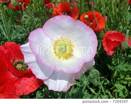 Chirley Poppy 7269397