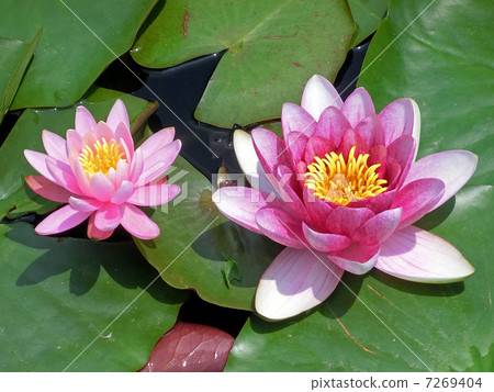 Water lily 7269404