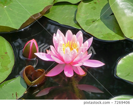 Water lily 7269406