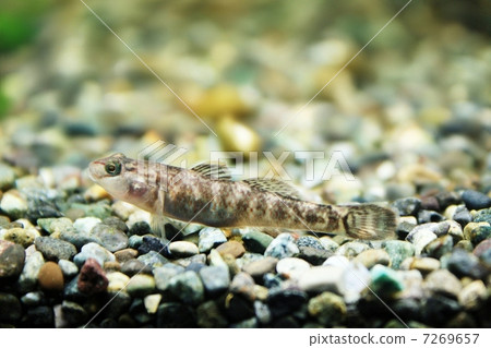 Yoshinobori Yoshinobori 7269657