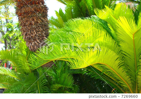 Cycads Cycads 7269660