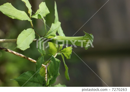 Sesame grasshopper Arisaema serratum 7270263