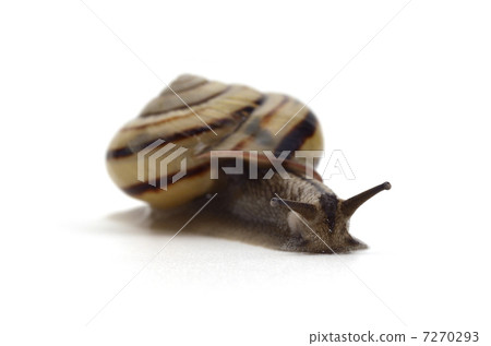 snails  7270293