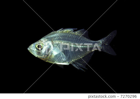 玻璃魚 玻璃魚 7270296