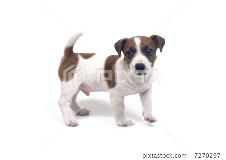 傑克羅素梗犬 7270297