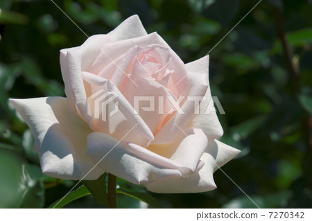 Pearl pink roses in Yatsu Rose Garden · Royal Highness 7270342