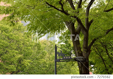Aoba-dori,仙台的Zelkova新鮮的綠色 Aoba-dori,仙台的Zelkova新鮮的綠色 7270382