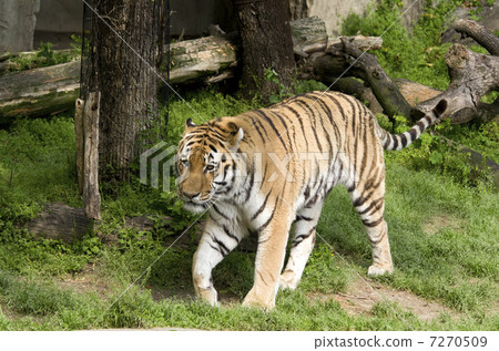 阿穆爾托拉 7270509