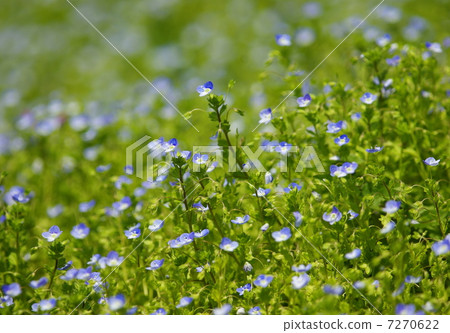 Flowering flowering Ouninuronoguri 7270622