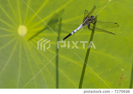 白尾灰蜻-01 白尾灰蜻-01 7270686