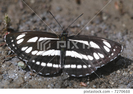 Neptis薩福-01 7270688