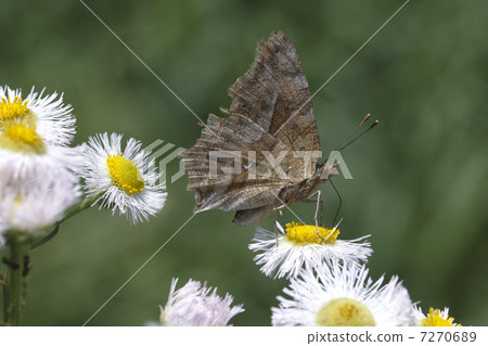 Theta Tepha - 01 Theta Tepha - 01 7270689