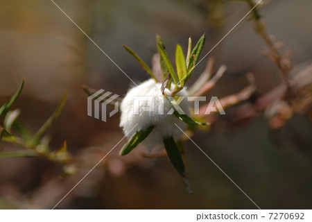 Wormwood fluff 7270692