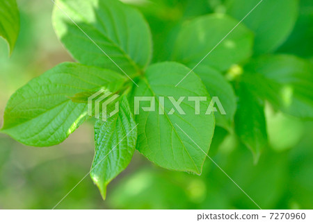 Nutsubaki（Sharanoki） 7270960