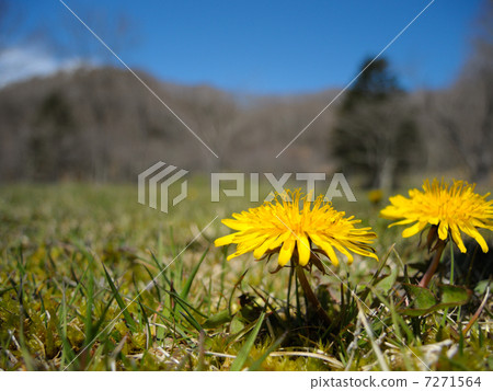 Dandelion and blue sky Dandelion and blue sky 7271564