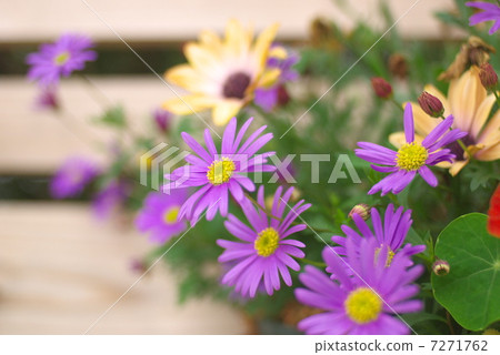 藍色雛菊 7271762