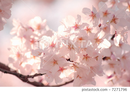 櫻花 7271796