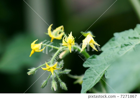 Red-nectar tomato flowers Red-nectar tomato flowers 7271867