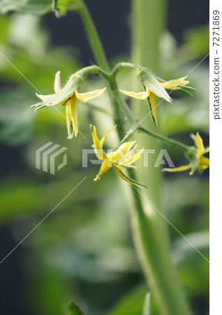 Red-nectar tomato flowers Red-nectar tomato flowers 7271869