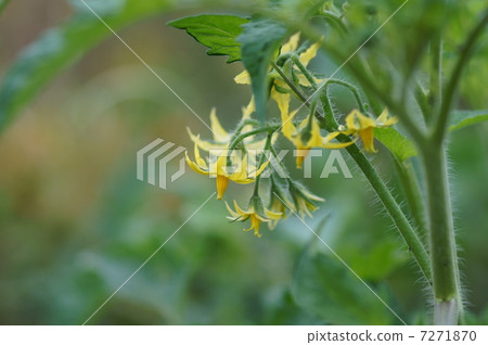 Red-nectar tomato flowers Red-nectar tomato flowers 7271870