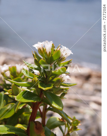 哈馬老闆 7272084