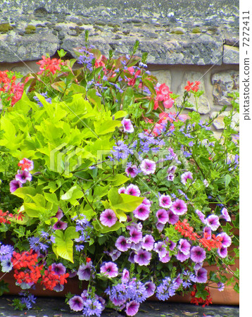 Cute flowers of Alsace 7272411