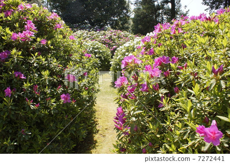 杜鵑花植入物 7272441