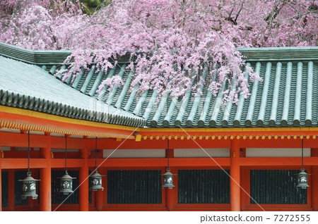 平安神宮學園櫻花 平安神宮學園櫻花 7272555