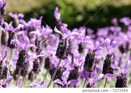 薰衣草雅芳視圖 薰衣草雅芳視圖 7272564