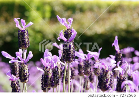 薰衣草雅芳視圖 薰衣草雅芳視圖 7272566