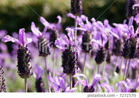 薰衣草雅芳視圖 薰衣草雅芳視圖 7272570