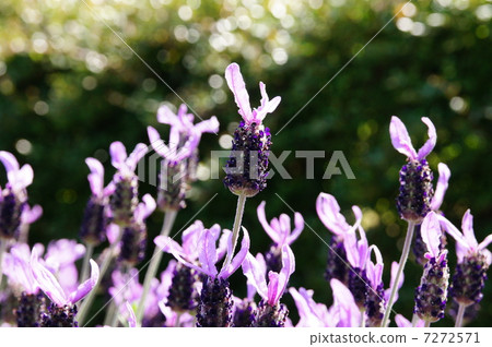 薰衣草雅芳視圖 薰衣草雅芳視圖 7272571
