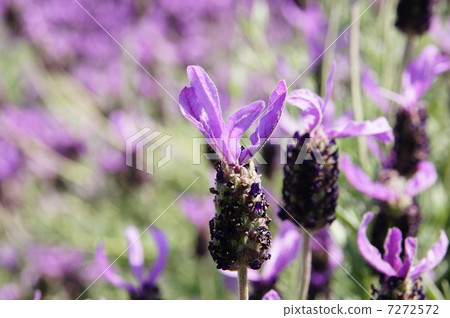 Lavender Avon view Lavender Avon view 7272572
