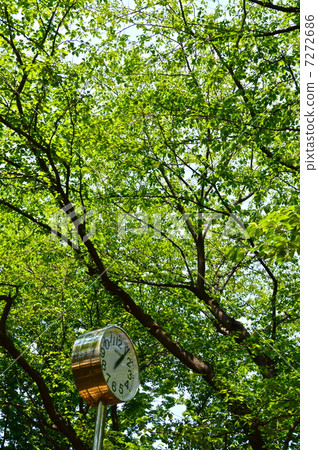 Fresh green · clock (South Park (Hikoki Park) / Asaka-city, Saitama Prefecture) 7272686