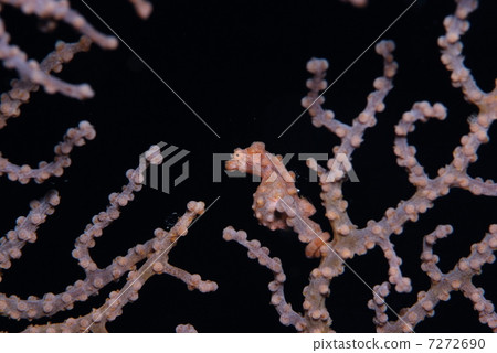 侏儒海水管 7272690