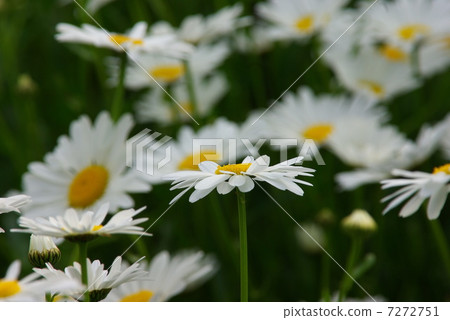 Flower garden of English Daisy blooming in a group 7272751