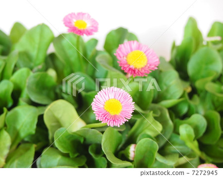 Daisy Daisy 7272945
