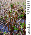 野生植物 7273165