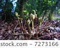 野生植物 7273166