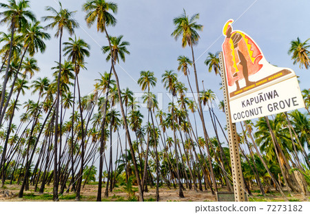 Hawaii Molokai Island Kapuaiwa Palm Forest Hawaii Molokai Island Kapuaiwa Palm Forest 7273182