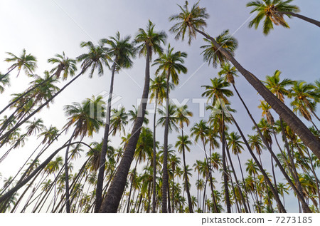 Hawaii Molokai Island Kapuaiwa Palm Forest Hawaii Molokai Island Kapuaiwa Palm Forest 7273185